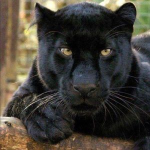 Meet your Posher, Estevan